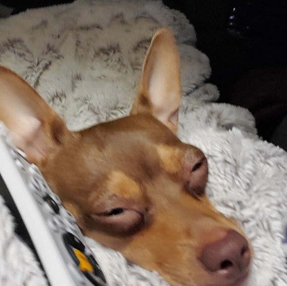 Meet your Posher, Janet - Picture 1 of 1